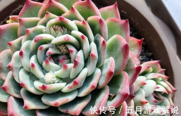 多肉|多肉很抗冻，现在不要往家里搬，养上2年价格翻10倍