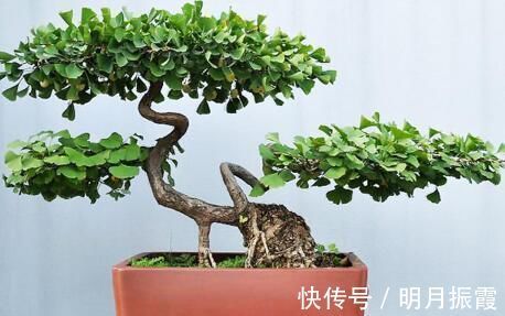 花友会|6种漂亮花，不仅外形美，还越养越值钱，富贵人家都爱养！