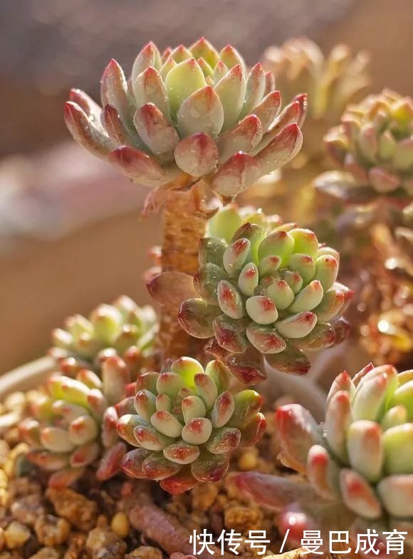 5种多肉“小老桩”,随便晒晒就上色,美的不可方物!