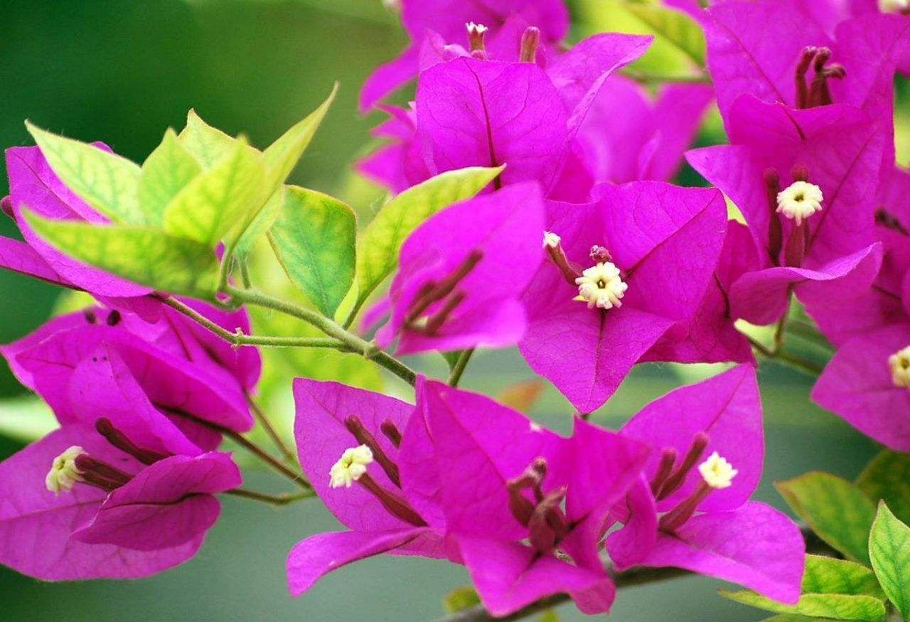 三角梅“催花”有妙招!教你这样做,花苞不间断!