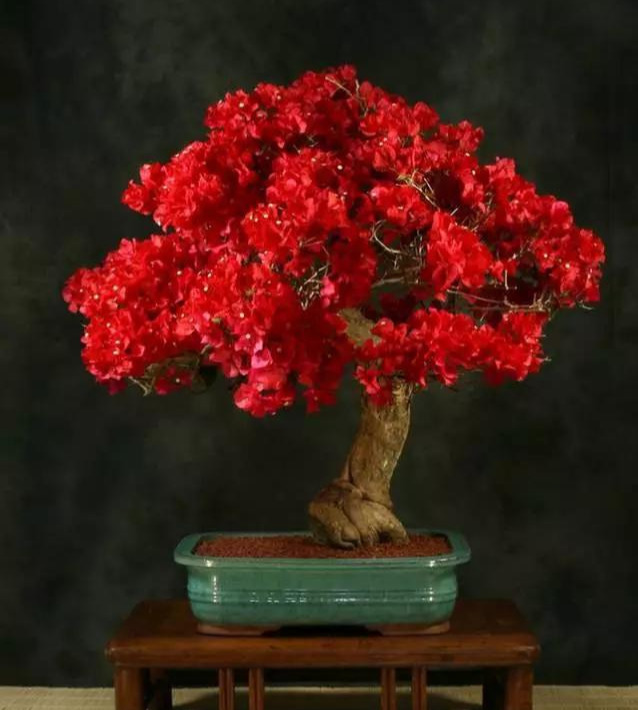 盆景|三角梅养成盆景又美又飒，爬成花墙热情浪漫，爆花成球秘诀在这