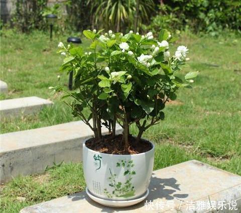 茉莉老枝|茉莉老枝“一剪没”，株型越来越美艳，除旧迎新变大“老桩”