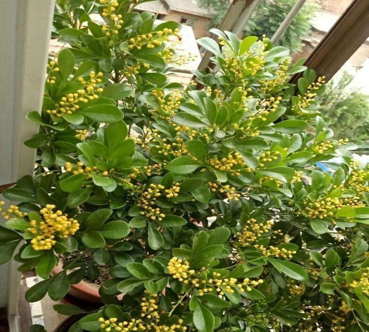 米兰花米兰花|4种年宵花,养起来有难度,干不得,浇不得,十有八九养不好