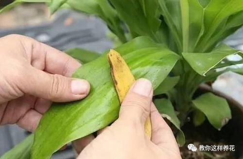 花草养不活，放点香蕉皮，打鸡血一样疯长！