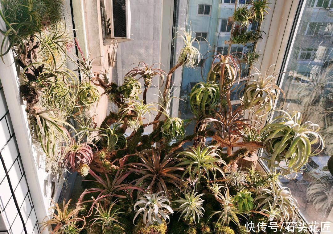 此花最“皮实”，不用土、不用水就能生长，1养就是十几年