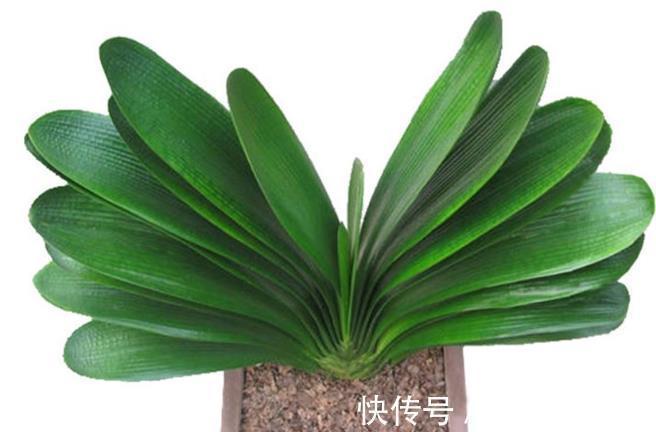 家里养这六种花,干一点越长越好,浇水多就容易烂