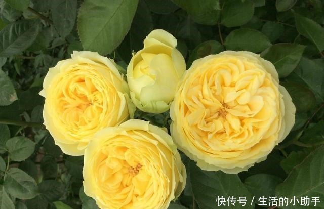 25款包子型月季,花开永不败,大花好养又丰花,新手推荐种植!