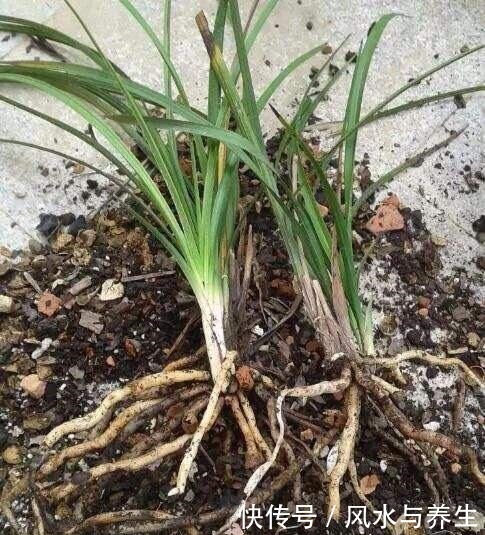 养兰花，用1个“简单方法”繁殖，一盆变3盆，盆盆开花爆盆！