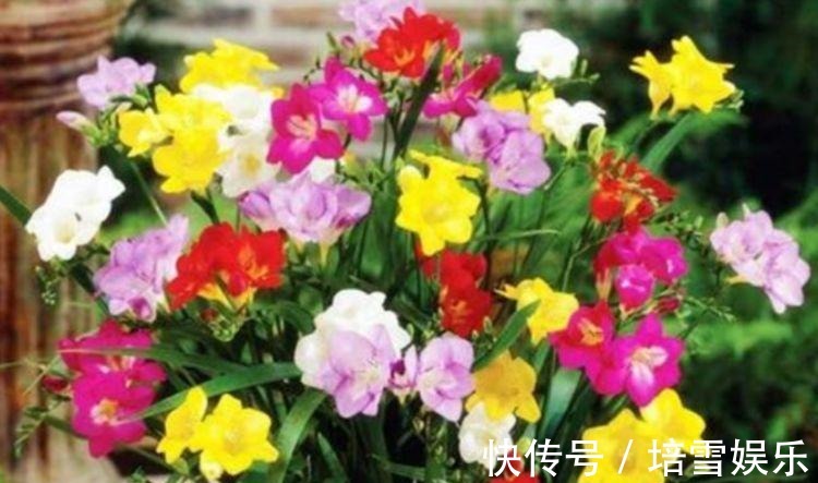 夏天养此款花卉,花开媲美玫瑰,花朵姿态万千,美