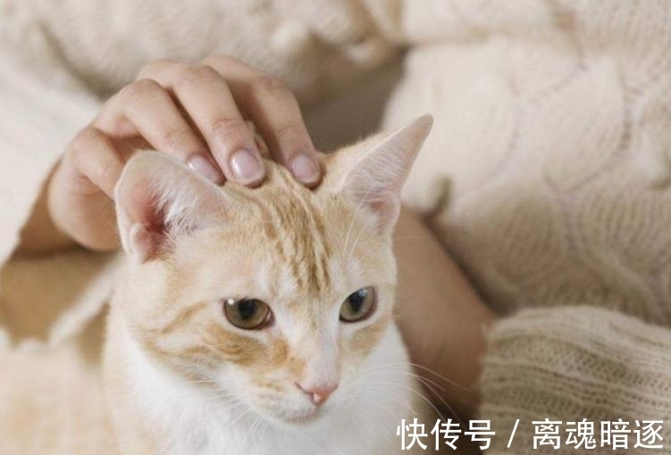 宠物|孩子头上长猫藓怎么办？