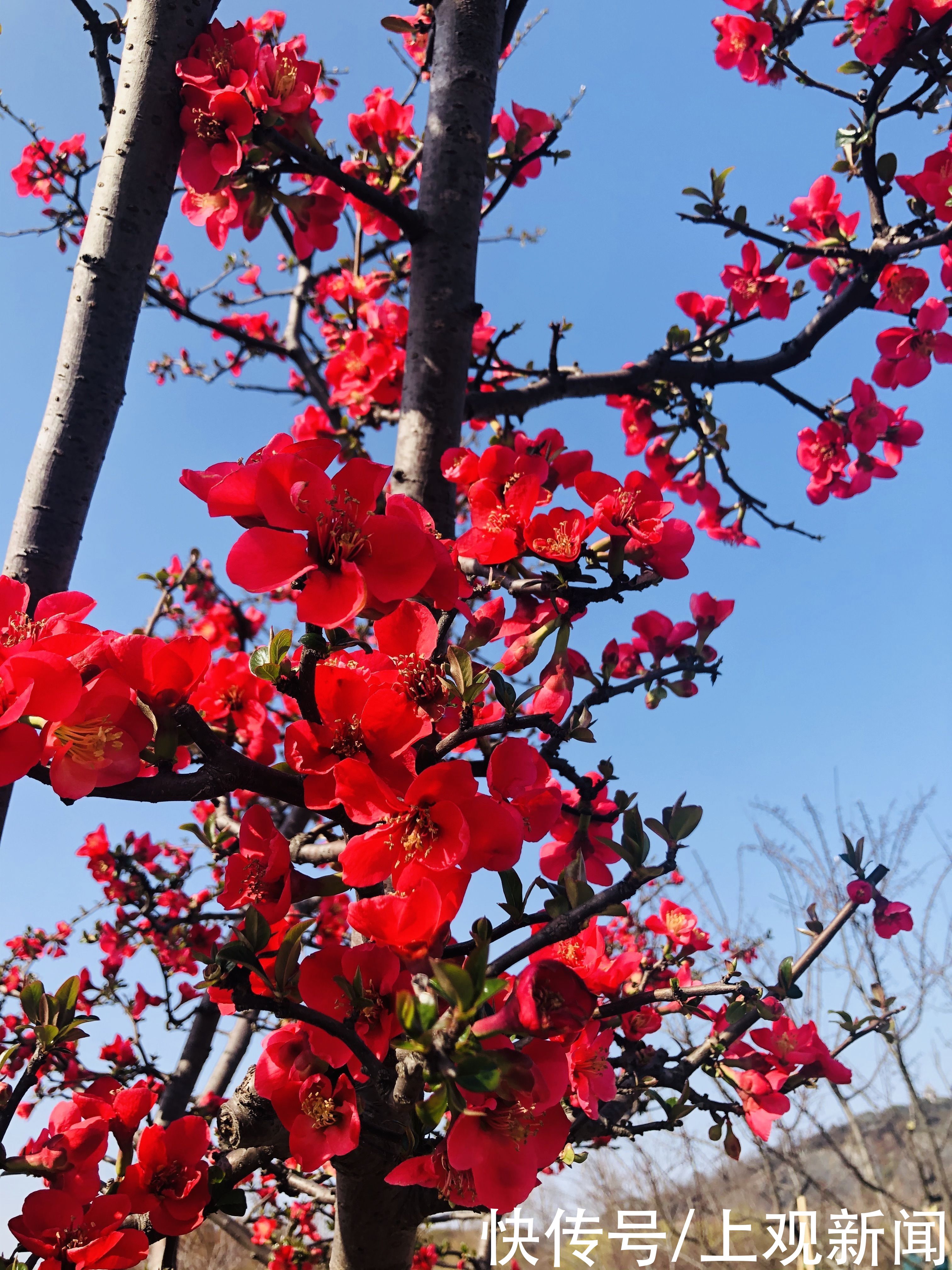 春暖花开，松江这里活该这么美