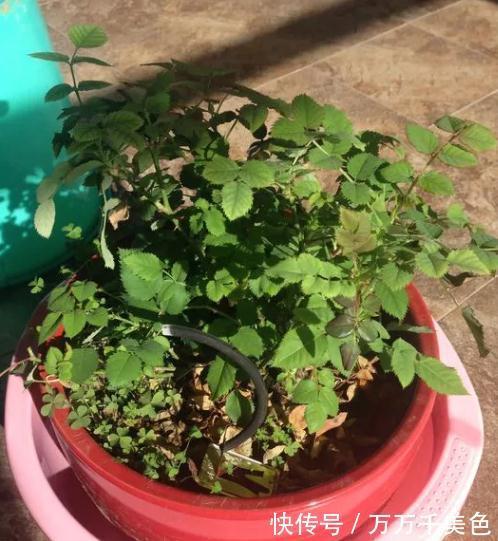 偏方|醋，蚊香，这些养花偏方，到底有没有效果