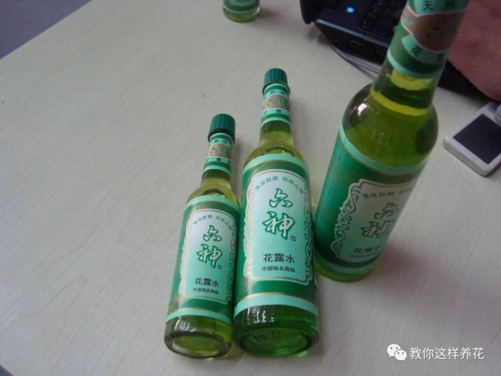 养花人|花盆里插1根筷子,解决了养花人的大难题,快试试看!