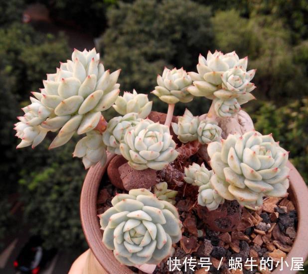 秋天好养活的6种多肉,丢角落里也能长得胖乎乎,颜色漂亮惹人爱