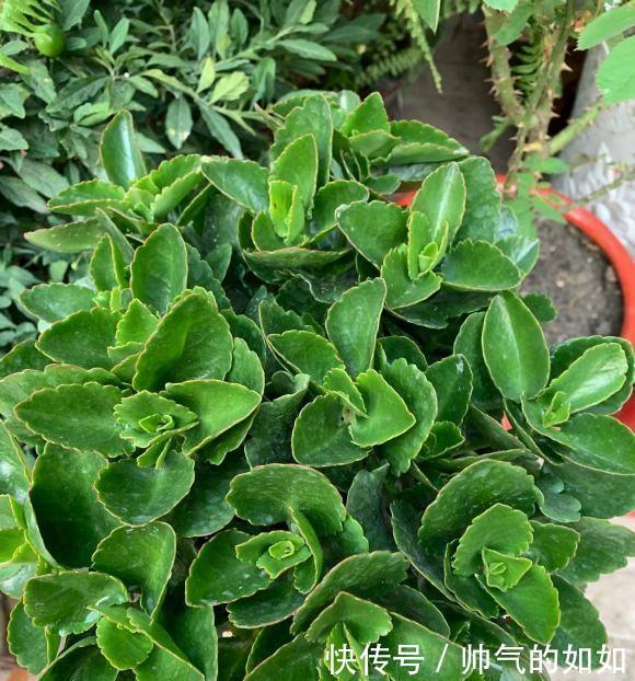 家里的长寿花,用什么肥料好3种肥按照顺序用,更容易开爆盆