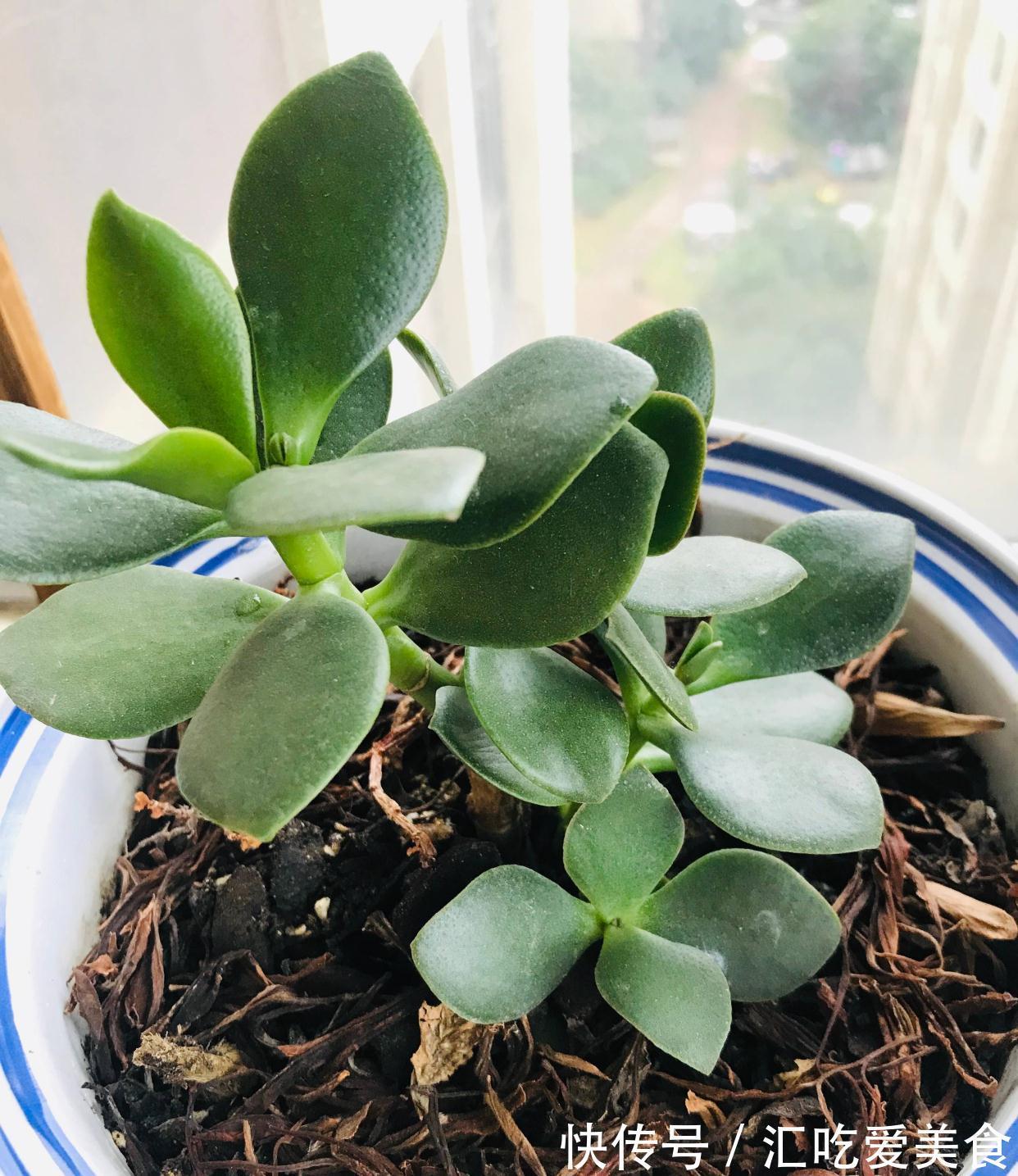 适合新手养的2种盆栽，挺拔秀丽花色美，容易养活很优良