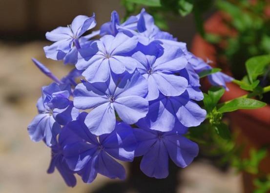 养这些花朵易成活,随便一扦插,一盆繁殖多盆,花色艳丽