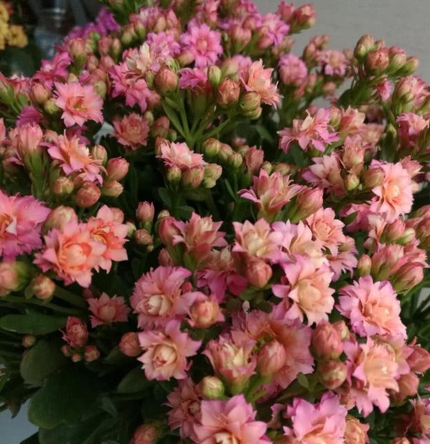 烂根|长寿花不长还黄叶用3法急救,轻松解决,爆成大花球