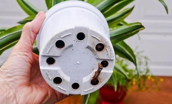 花根|盆栽植物该如何预防积水烂根用上''防堵塞'',花根越长越旺盛