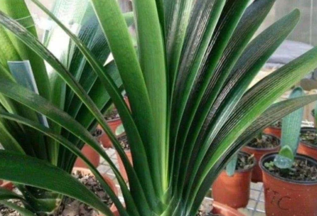 松软|养君子兰不用买土,用3种材料配成“营养土”,松软透气养分足