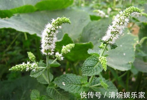 本草纲目|一片薄荷9味药！薄荷的9大顶级妙用，9种不同功效，让你受用一生