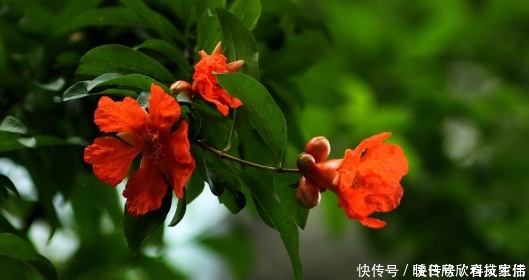养花|花生壳、松针土作用都不如“它”，捡一点扔盆里，养啥都“爆盆”