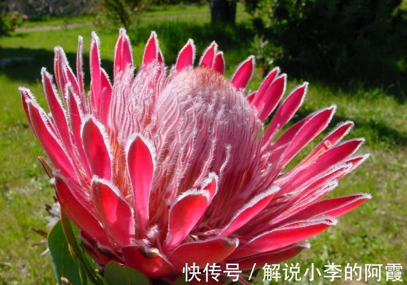 金色“大莲花”好看还好吃,“巨大神秘”的花,你肯定没见过