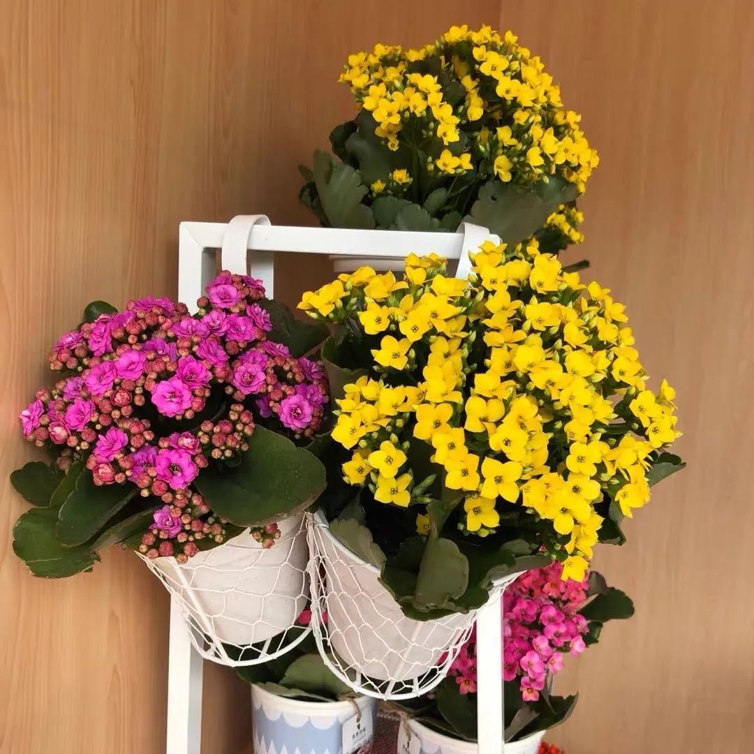 帕罗|45种长寿花，个个都是高颜值，家里养几盆，美得移不开眼
