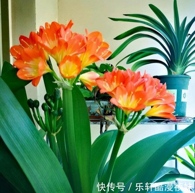 8种“洋气花”，天冷别喷水，不然黄叶、掉花苞，越养越难看