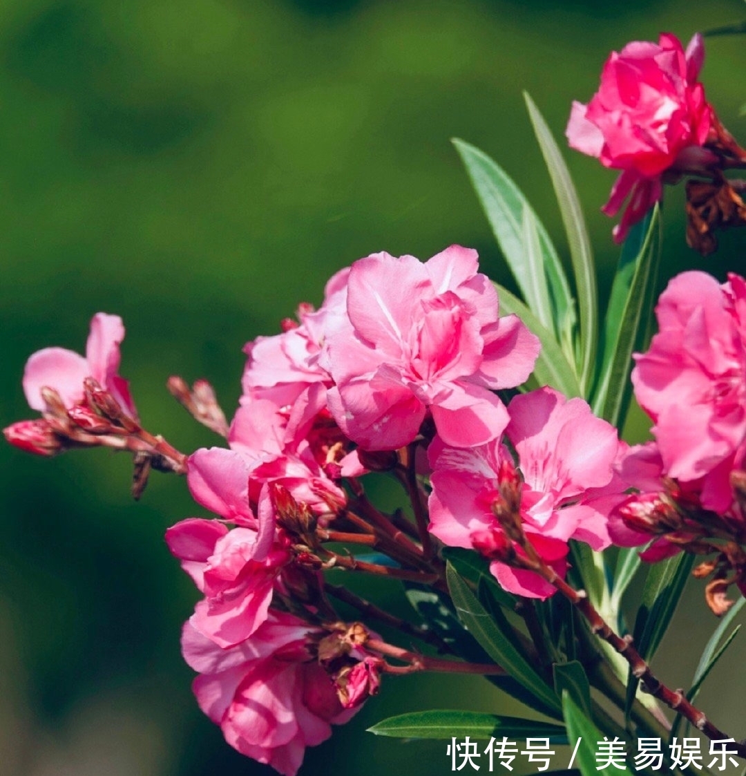 夹竹桃|中国最“表里不一”的花！花开很美却全株含有剧毒，不能随意触碰