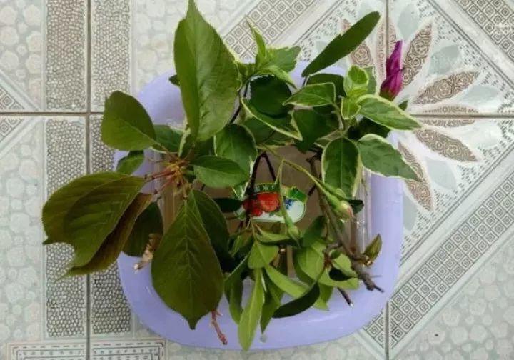 水杨酸|它是天然“生根剂”,给花浇一点,根系壮猛发芽!