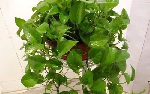 绿萝|适合养在卧室的3种花，晚上“释放”氧气，有助于改善睡眠