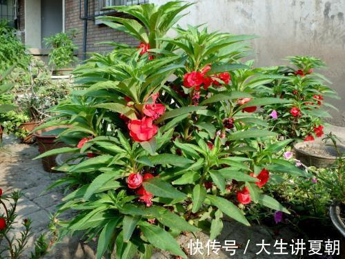 止痛|十个人九个腰疼，此野草泡水喝，活血止痛，祛风湿，痛经也不见了