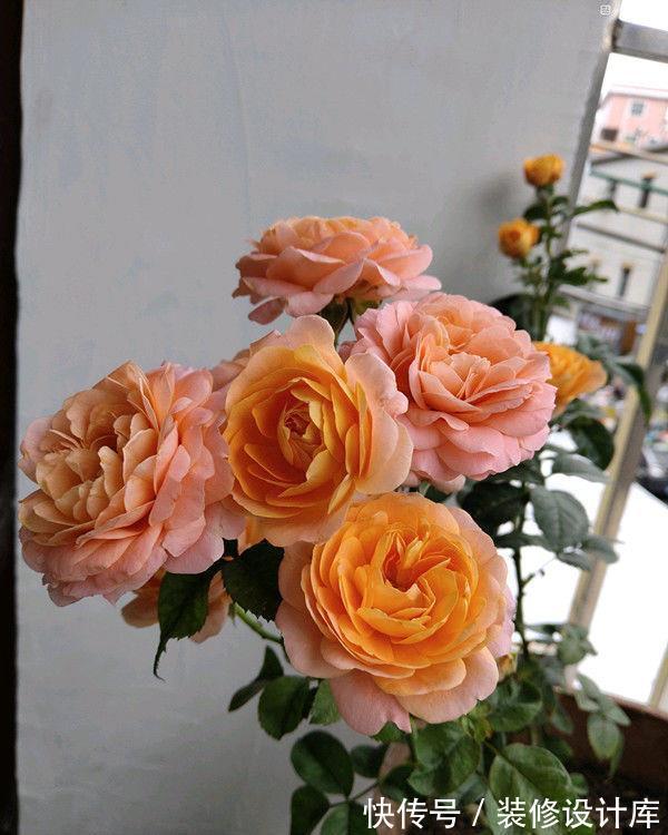 牡丹花状|农历8月7日开始,养花养个耐看的,花开赛牡丹,香飘溢满屋