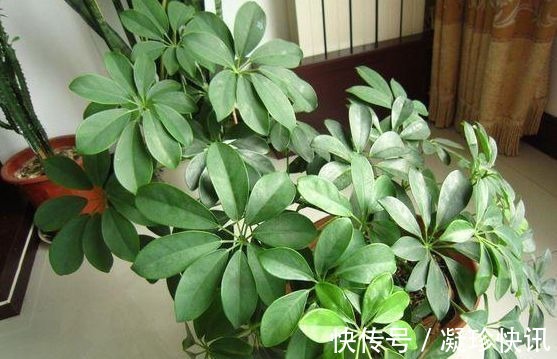 发财树|家庭3种“福气树”,整盆买很贵,不如用根枝条来扦插,30天成活