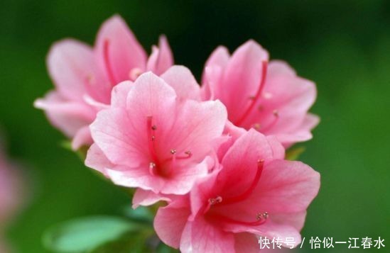 阳台|有阳台必养花,几种花很适合,花开美丽花期长,争着开花让你赏