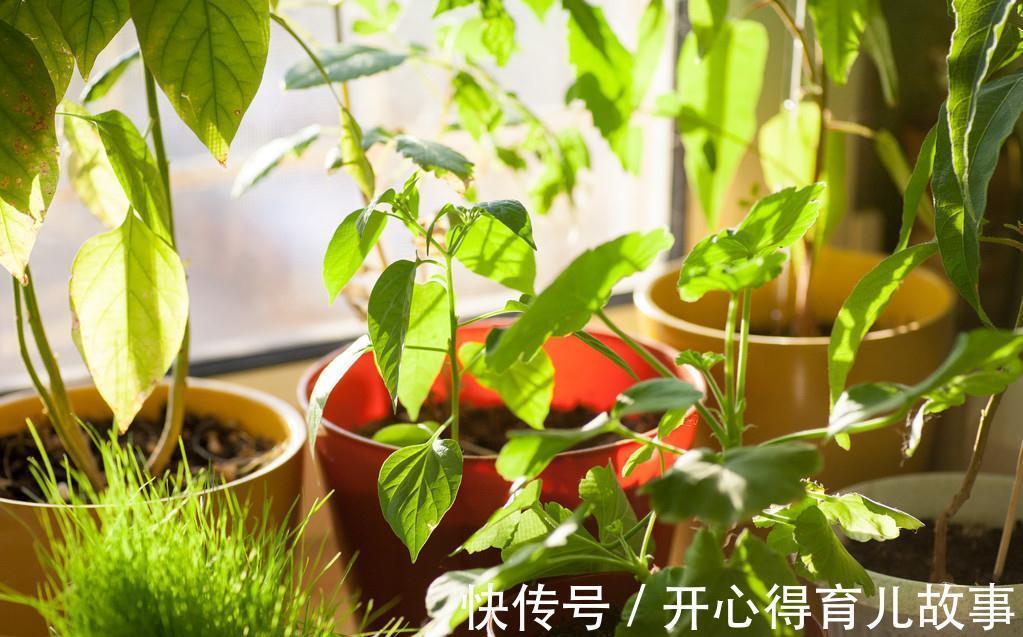 卧室不能养花，我来告诉你真相