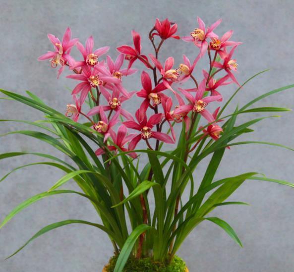 金银花|“人养花、花也养人”,6种花养在家里空气好,改善睡眠释放压力