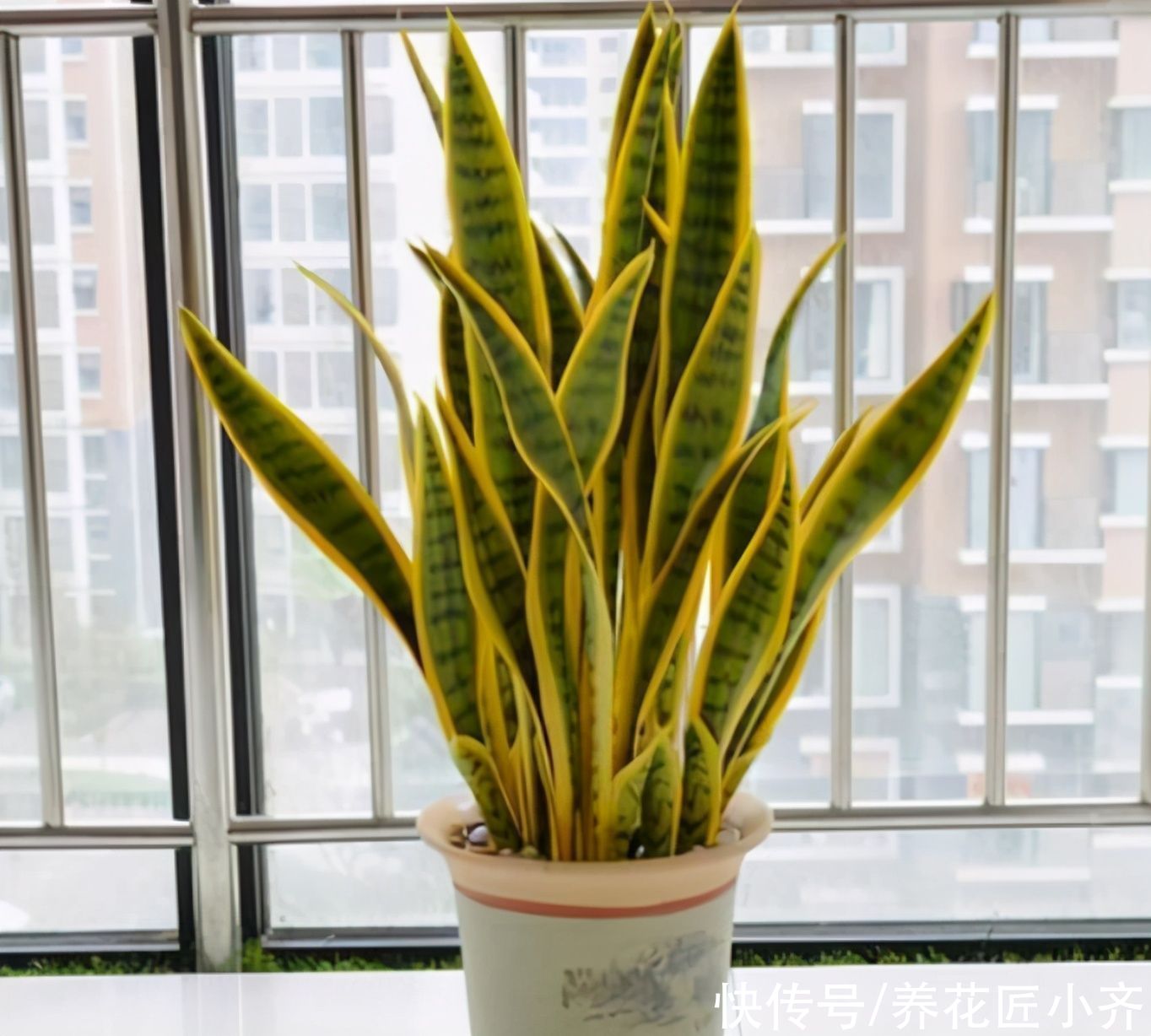 春季养虎皮兰的正确方法，让你的虎皮兰长满新芽，老叶肥厚硬挺