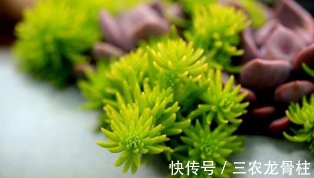 花儿谷|多肉植物这样换盆, 没有养不好的肉肉!