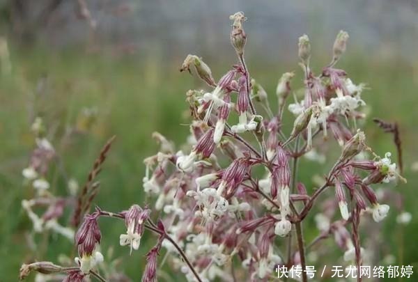 10朵最美丽的夜晚盛开的花朵