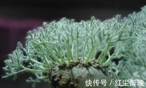 市场价格|这些老贵老贵的多肉，你认识吗，你家有吗