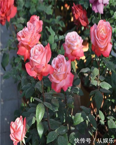 月季扦插不生根试试以下这个小妙招,保准根根活