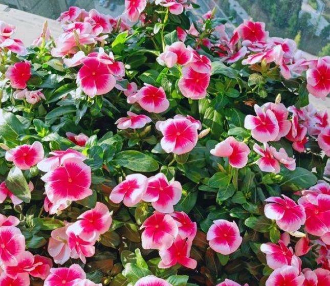 2021年就养“4种花”,旺运添喜,事业高升,新的一年好运来!