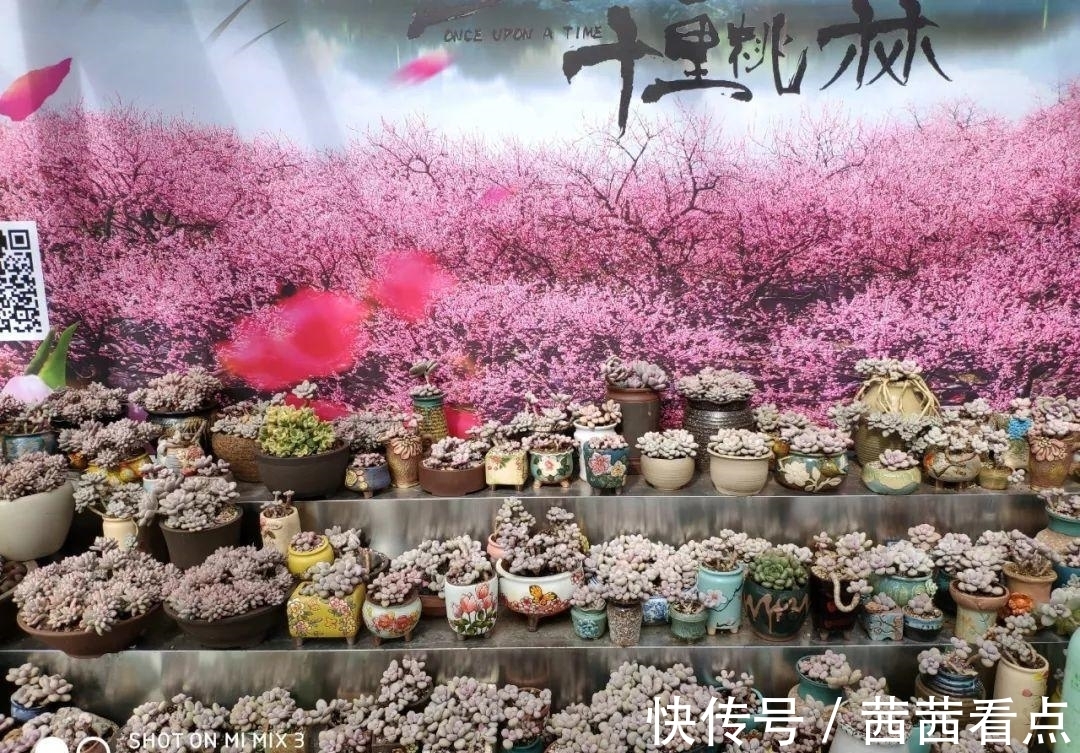 张大姐养多肉, 连屋顶也不放过, 8年种了3万棵!