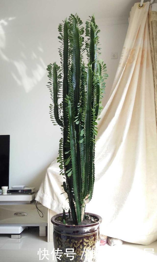 龙骨怎么养?看看我的龙骨都养成了‘树’,都夸我养得好