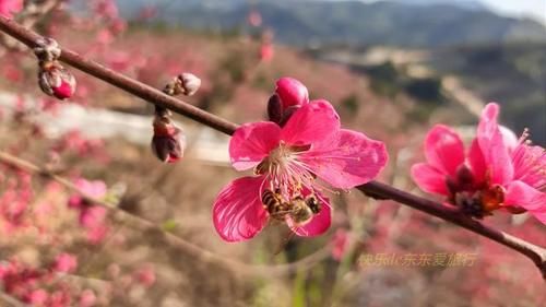 中年|春暖百花开，赏花正当时，蕉岭广福鹰嘴桃花吸引众多游客前往观赏