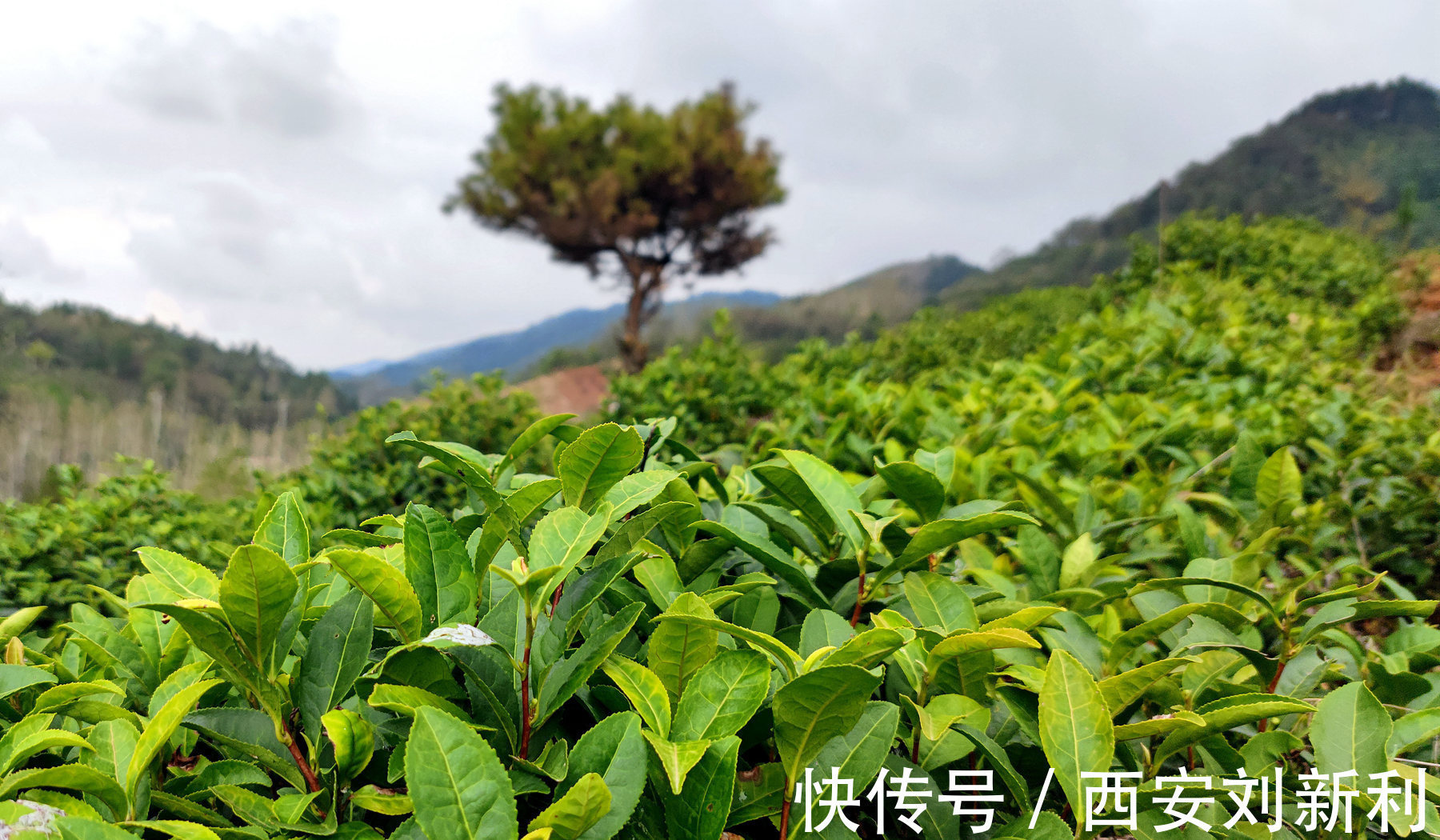 后湾村|赏商南后湾村 阳城驿 金丝峡美景 品鉴泉茗茶宴 商南小吃宴 金丝十三花