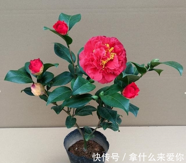 比牡丹还美的茶花,花期长达半年,零下15度冻不死,新手也能养
