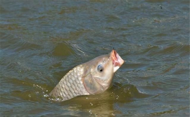 饵料|用这些自制窝料野钓鲤鱼，虽然制作繁琐，但发窝效果着实不错